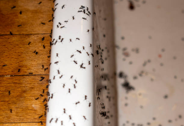 Best Commercial Pest Control Services  in Seneca, SC
