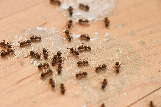 Pest Control Cost in Seneca, SC