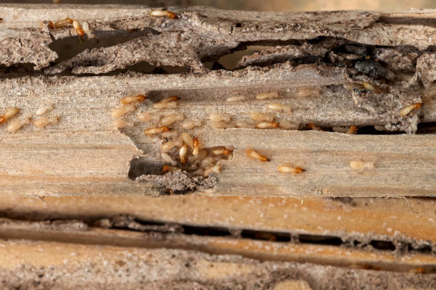 Best Commercial Pest Control Services  in Seneca, SC