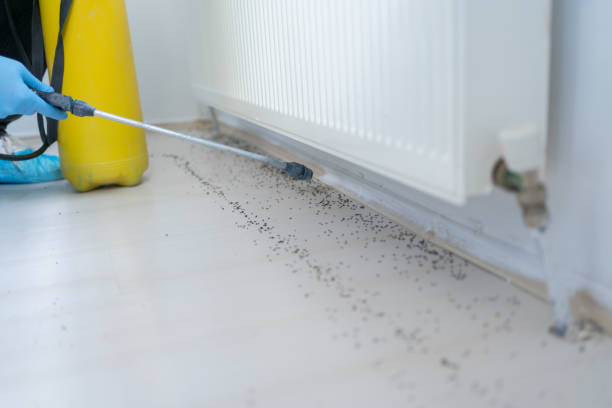 Best Best Pest Control Companies  in Seneca, SC